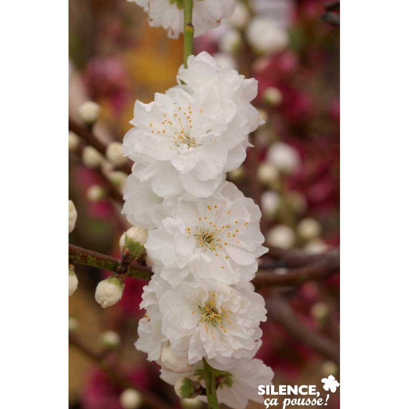 PECHER persica Taoflora® Blanc BALIV C10L - SILENCE ÇA POUSSE 