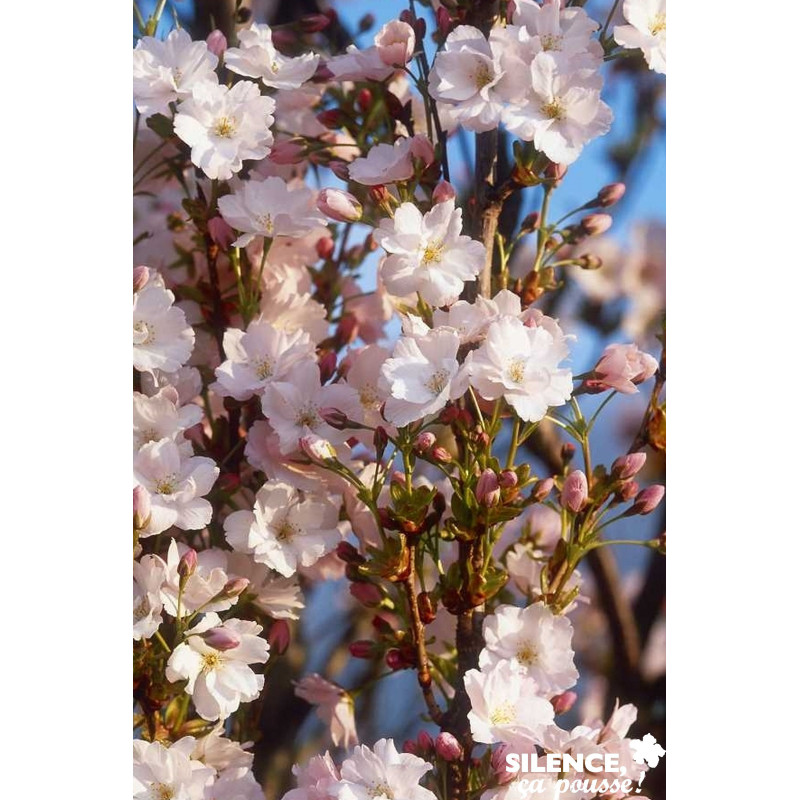 PRUNUS serrulata Amanogawa BALIV C15L - SILENCE ÇA POUSSE 