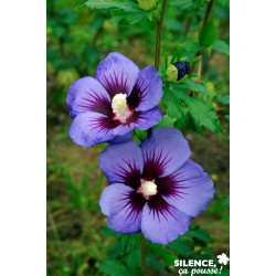 HIBISCUS syriacus Ultramarine® C10L - SILENCE ÇA POUSSE 