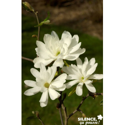 MAGNOLIA stellata Royal Star TFE C15L - SILENCE ÇA POUSSE 