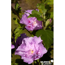 HIBISCUS syriacus Lavender Chiffon® TG H110-2ANS - SILENCE ÇA POUSSE 