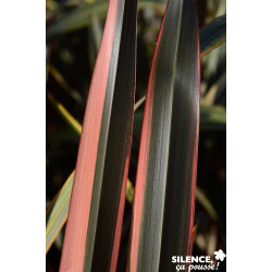 PHORMIUM rainbow Queen TFE C4.5L - SILENCE ÇA POUSSE
