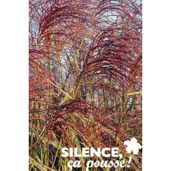 MISCANTHUS sinensis Variegatus TFE C4.5L - SILENCE ÇA POUSSE 