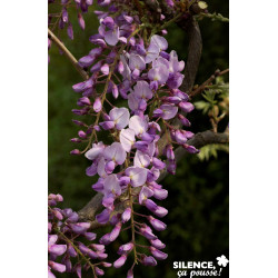 WISTERIA caroline 3/5BR 175/200 C15L - SILENCE ÇA POUSSE 