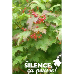 VIBURNUM opulus TFE C5L - SILENCE ÇA POUSSE