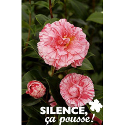 CAMELLIA strie C2L-DECO - SILENCE ÇA POUSSE 