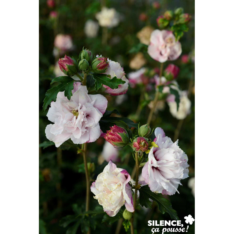 HIBISCUS syriacus French Cabaret® Pastel TFE C4. - SILENCE ÇA POUSSE 