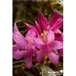 RHODODENDRON ponticum Variegatum C7L - SILENCE ÇA POUSSE 