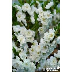 PECHER persica White Peachy TG H40 C10L-DECO - SILENCE ÇA POUSSE 