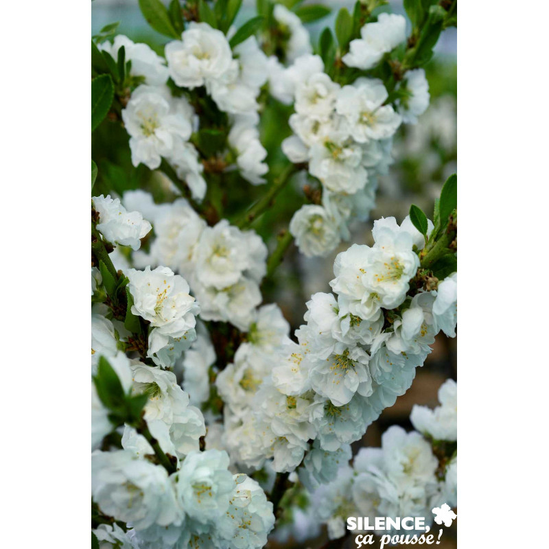 PECHER persica White Peachy TG H40 C10L-DECO - SILENCE ÇA POUSSE 