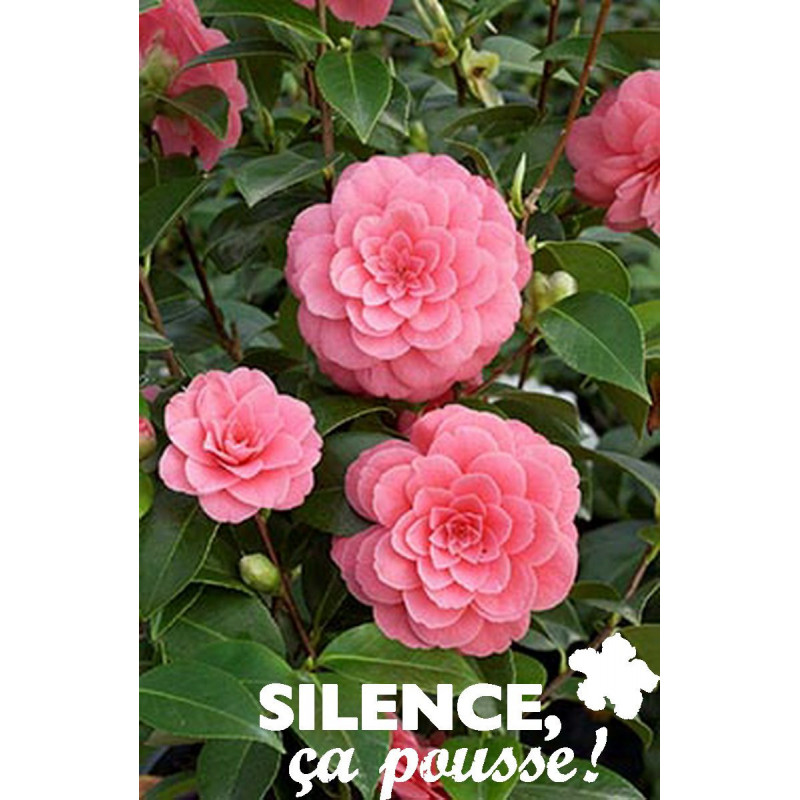 CAMELLIA rouge C4.5L - SILENCE ÇA POUSSE 