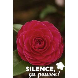CAMELLIA rose C4.5L - SILENCE ÇA POUSSE 