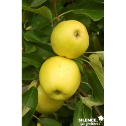 POMMIER golden Delicious SPLE-U C15L - SILENCE ÇA POUSSE 