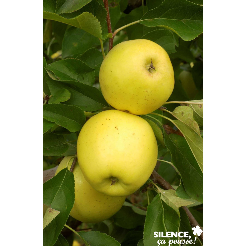 POMMIER golden Delicious SPLE-U C15L - SILENCE ÇA POUSSE 