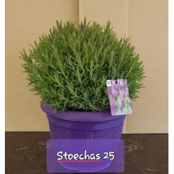 Lavandula stoechas touffe...