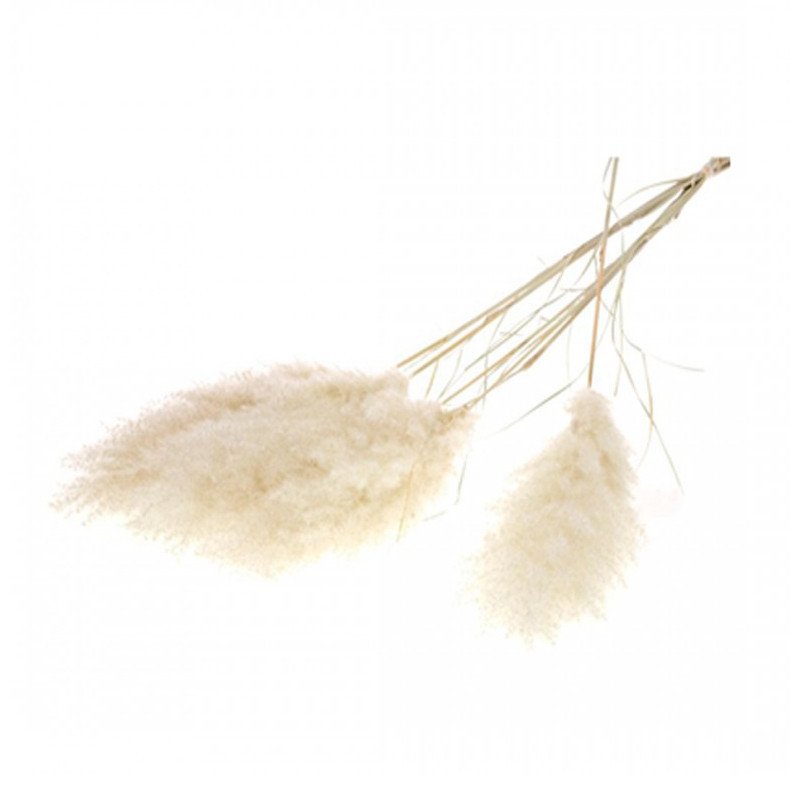 Tige de pampa séchée premium - NATURALYS 