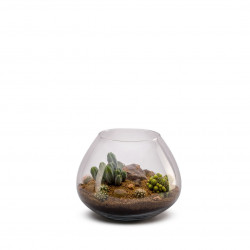 Terrarium vivant La Paz cactus - NATURALYS 