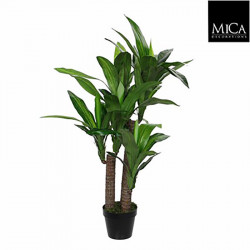 Dracaena pot vert - h110xd60cm - MICA