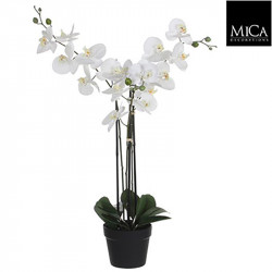 Phalaenopsis pot plastique blanc - l75xb51xh79cm - MICA 