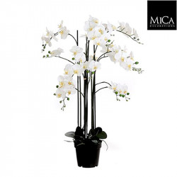 Phalaenopsis pot plastique crème - h117xd35cm - MICA 