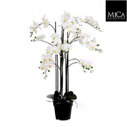 Phalaenopsis pot plastique crème - h117xd35cm - MICA