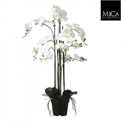 Phalaenopsis pot crème - h97xd19cm - MICA 