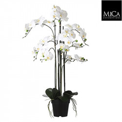 Phalaenopsis pot crème - h97xd19cm - MICA
