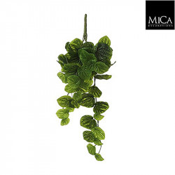Peperomia à suspendre vert - l58xb20xh14cm - MICA