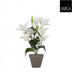Lis tigre blanc pot Stan d13,5cm - h47xd45cm - MICA