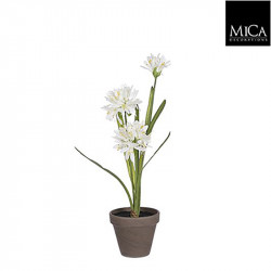 Agapanthus blanc pot Stan d11,5cm - h45xd20cm - MICA