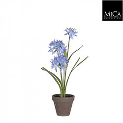 Agapanthus bleu pot Stan d11,5cm - h45xd20cm - MICA