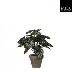 Peperomia vert foncé pot Stan d9cm - h24xd23cm - MICA 