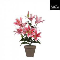 Lis tigre fuchsia pot Stan d13,5cm - h47xd45cm - MICA 