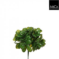Crassula vert - l20cm - MICA