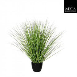 Graminée verte pot plastique d11,5cm - h50xd40cm - MICA 