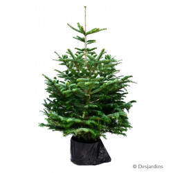 Sapin naturel en pot Abies Nordmann 100/125 cm - Green Cap