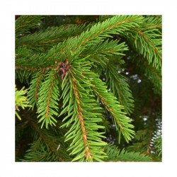 Sapin naturel en pot "Epicéa Excelsa" 100/125 cm - GREEN CAP