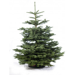 Sapin naturel coupé / pied percé Abies Nobilis 100/125 cm - Green Cap