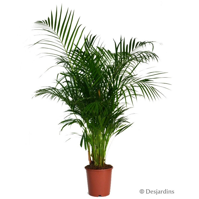 Areca O24cm Desjardins Fr Areca O24cm Desjardins Fr