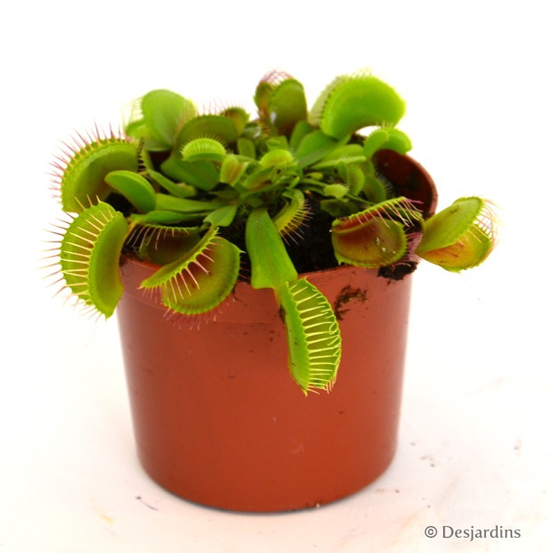 Dionaea Muscipula - Ø8 CM