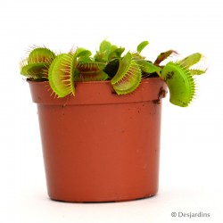 Dionaea Muscipula - Ø8 CM