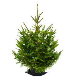 Sapin naturel en pot "Epicéa Excelsa" 125/150 cm - GREEN CAP