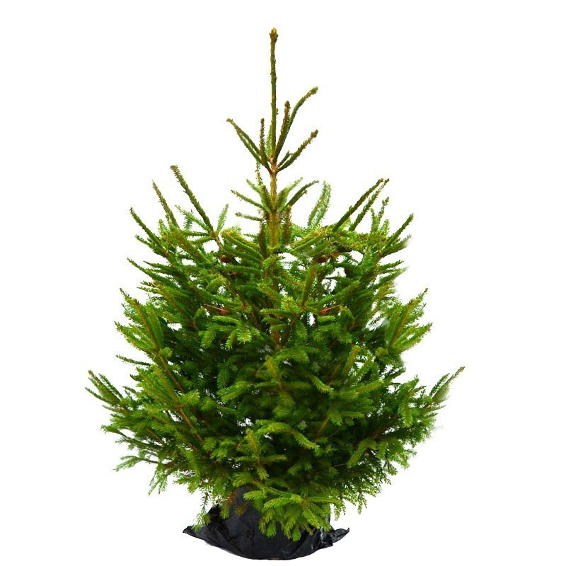 Sapin naturel en pot "Epicéa Excelsa" 100/125 cm - GREEN CAP