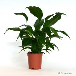 Spathiphyllum - Ø9 CM