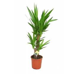 Yucca 3 têtes - Ø17 CM