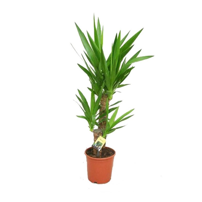 Yucca 3 têtes - Ø17 CM