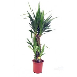 Yucca 3 têtes - Ø21 CM