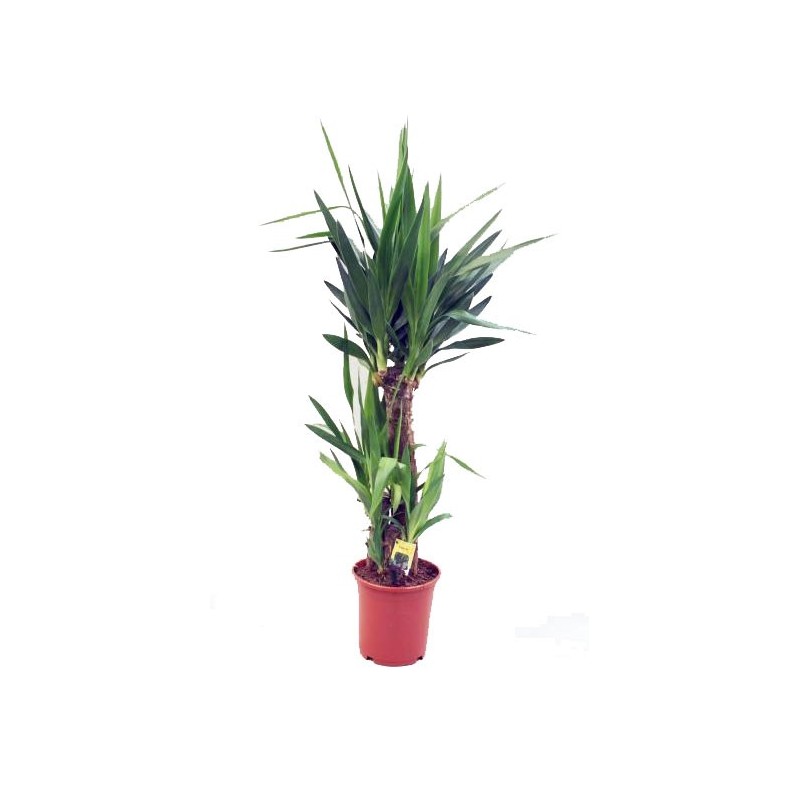 Yucca 3 têtes - Ø21 CM