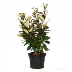 Eleagnus ebbingei - 3L