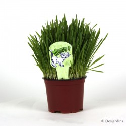 Nepeta Mussinii - herbe à chat - ø12cm